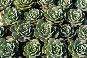 Image of the variety of the beautiful succulents plant in botanic garden.