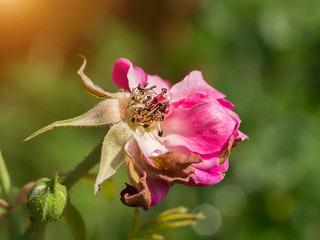 Pollen of roses