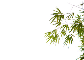 Green bamboo with white background