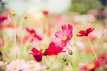 Red cosmos bloom in the garden