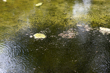 Riesiger schwarm von Kaulquappen der Erdkröte, Bockelsberger Teiche, Lüneburg, Lüneburger Heide, Niedersachsen, Deutschland, Europa