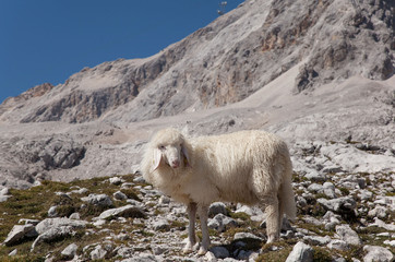 Alpen mit Schaf