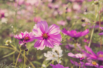 Fototapeta premium Pink cosmos bloom in the garden is beautiful