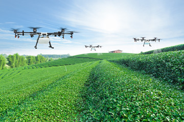 Agriculture drone fly to sprayed fertilizer on the green tea fields, Smart farm 4.0 concept