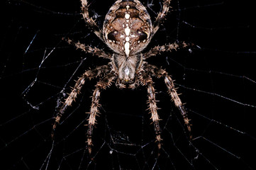 close up of disgusting spider