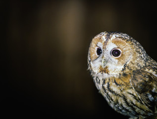 Owl glowing eyes creepy dark background