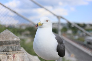 蕪島のウミネコ