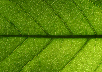 Fototapeta na wymiar Semi abstract leaf on slate pattern