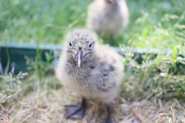 蕪島神社に生まれたウミネコのヒナ