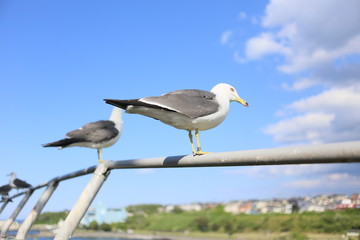 空, フライト, 青, ジェット, フライング, 旋律の美しい, 旅行, 雲, 羽, 白, ウミネコ, 青空, 飛ぶ, ジョナサン, 八戸市, 八戸, 蕪島, 自由, フリー, 滑空, 晴れ, 太陽, 日差し, 観光, 名所, 神社, 蕪嶋神社, 美しい, 天国, 風景, 鳥, 鳥類, 街並み, 港