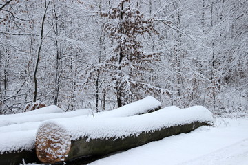 mit Schnee bedeckte Baumstämme nach der Rückung