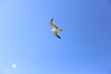 空飛ぶウミネコ