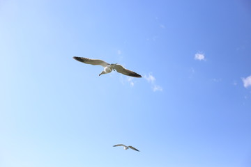 空飛ぶウミネコ