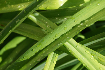 Gros plan de feuillage de plate de jardin