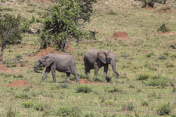 2 Elephants Serengeti Park 9388