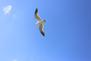 空飛ぶウミネコ