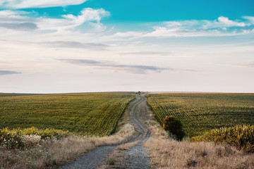  the summer landscape: the road leaving into the distance in the field