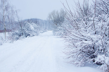 Obraz premium Landscape of winter nature with trees
