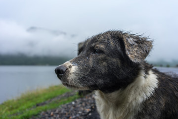 Image of a stray dog with sad eyes, sitting on the road side.