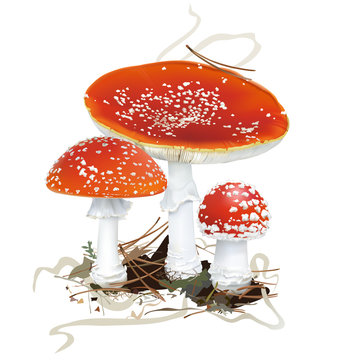 Amanita muscaria. Fly agaric mushroom. 
White spotted beautiful red mushrooms in natural context. Realistic vector illustration on white background.
