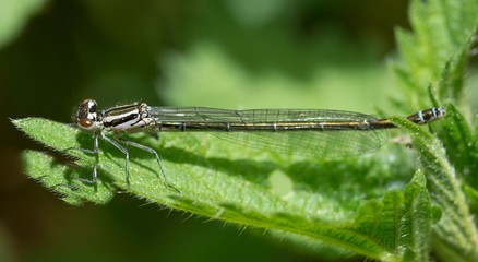 Hufeisen-Azurjungfer (Coenagrion puella) kurz nach dem Schl&uuml;pfen, L&uuml;neburger Heide, Niedersachsen, Deutschland, Europa 