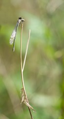 Hufeisen-Azurjungfer (Coenagrion puella) direkt nach dem Schlüpfen und verlassene Exuvien, Lüneburger Heide, Niedersachsen, Deutschland, Europa