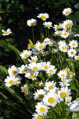 Fototapeta premium Daisy, margarite, clump, white and yellow orange