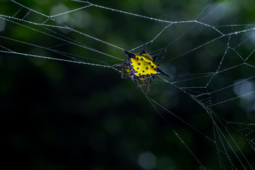 Closeup image of a Hosselt's Spiny Spider is hanging itself on the web.