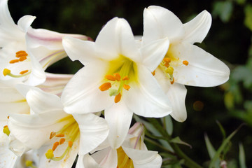 A group of white, orange and yellow Madonna Lilies