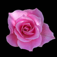 Pink rose isolated on black background, Image dark tone