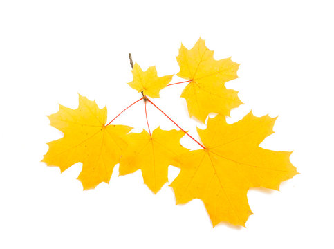 autumn yellow leaves isolated