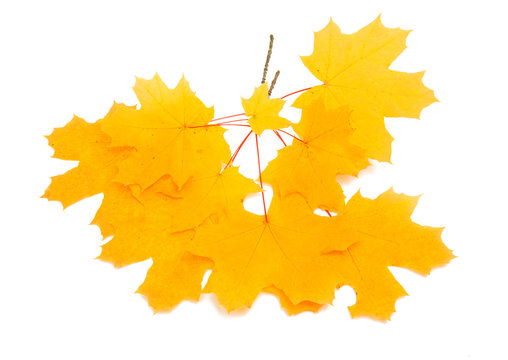autumn yellow leaves isolated