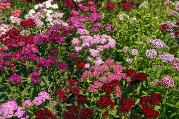 Dianthus, Sweet William