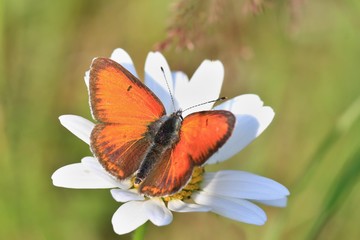 Beautiful red butterfly sitting on flower. Butterfly purple-edged copper sitting on daisy. Lycaena hippothoe.