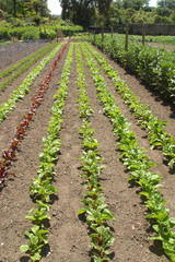 Fototapeta na wymiar Vegetable seedlings in rows