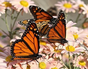 Monarch Series 3