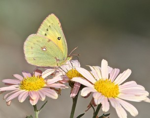 Insects in Nature 12