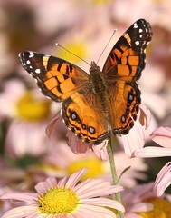 Insects in Nature 11