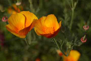 California poppy, orange