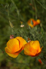 California poppy, orange