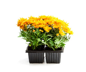 Colorful  Chrysanthemum flowers in small pots isolated on white