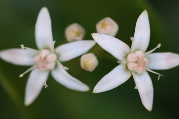 Crassula en harmonie