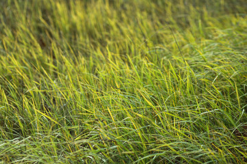 Green grass texture. Element of design.