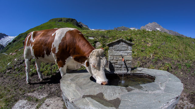 Cow at watering place at Kitzsteinhorn
