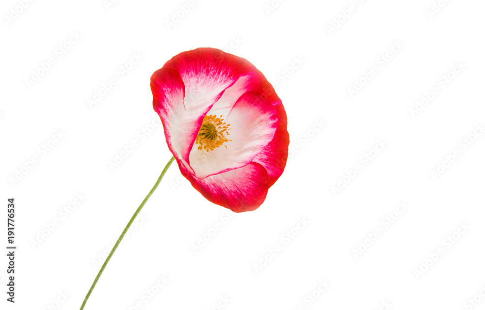 Poster red poppy isolated