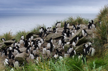 Penguins in the Falkland Island Nature