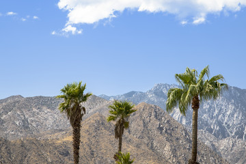 Three palm trees against a mountain landscape in Palm Springs, California 