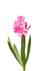 pink oleander flowers isolated