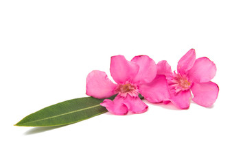 Obraz na płótnie Canvas pink oleander flowers isolated