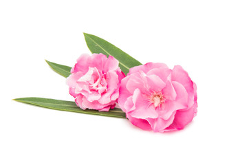 pink oleander flowers isolated